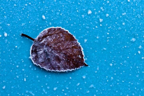 冰霜中的叶子艺术壁画