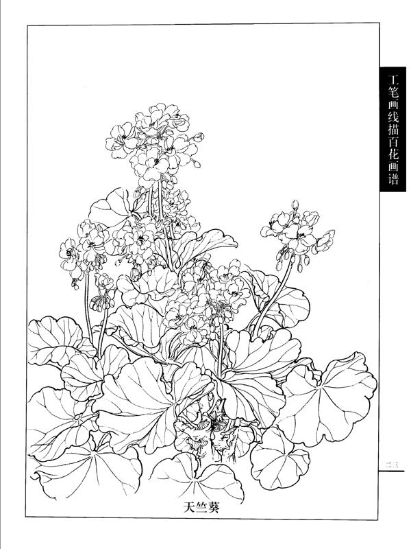 工笔画线描百花画谱图片