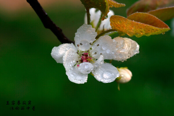 雨后梨花图片
