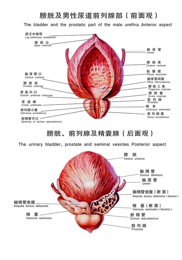 膀胱前列腺及精囊腺解剖图