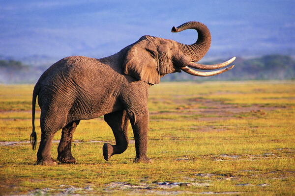 大象草原高清图