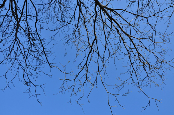 蓝天下的枯枝图片