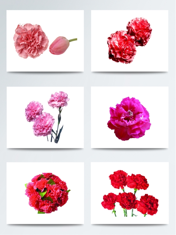 康乃馨花朵元素创意设计