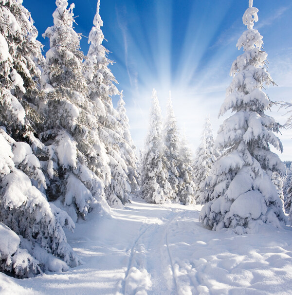 冬天雪地雪松阳光图片