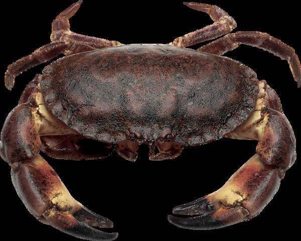黑褐色大螃蟹图片免抠png透明图层素材