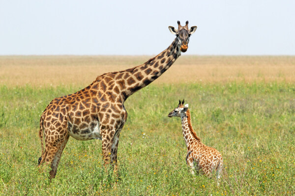 长颈鹿与幼崽图片