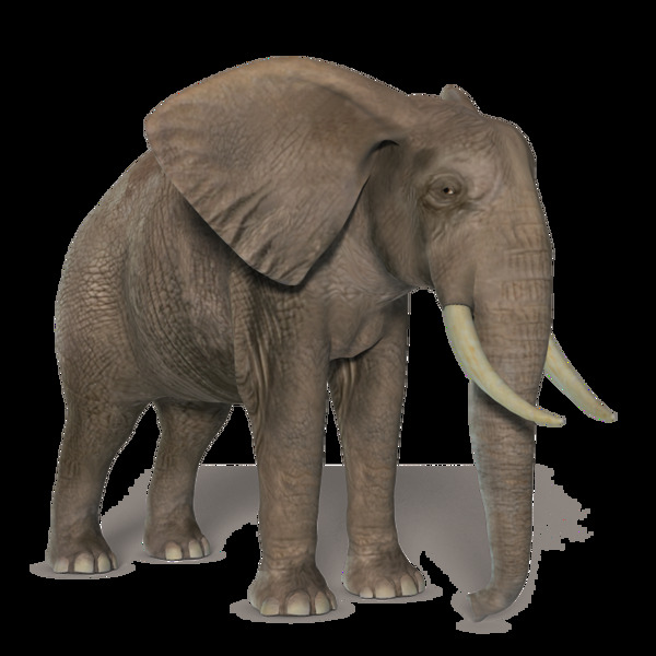 褐色的大象免抠png透明素材