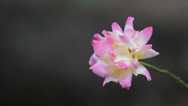 鲜艳粉色月季花图片