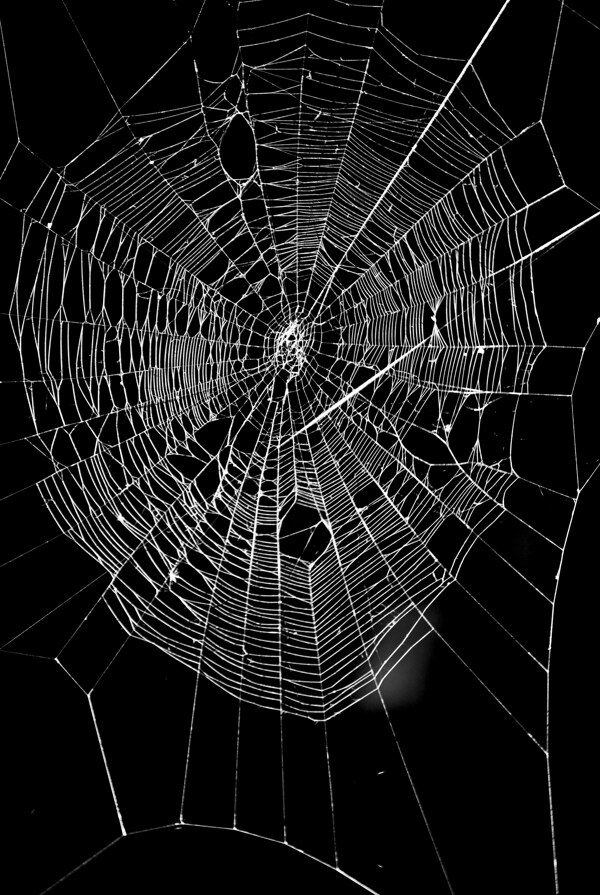 蜘蛛网摄影图片