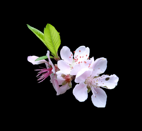 位图写实花卉植物花朵免费素材