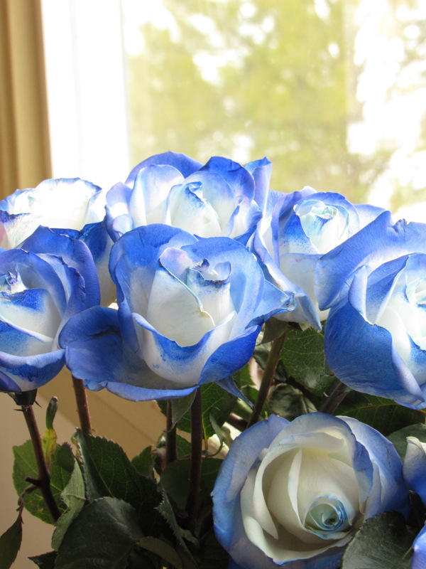 唯美蓝玫瑰图片