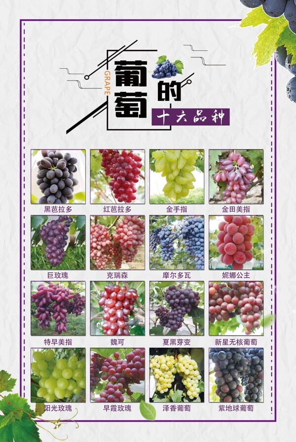 葡萄的十六种品种