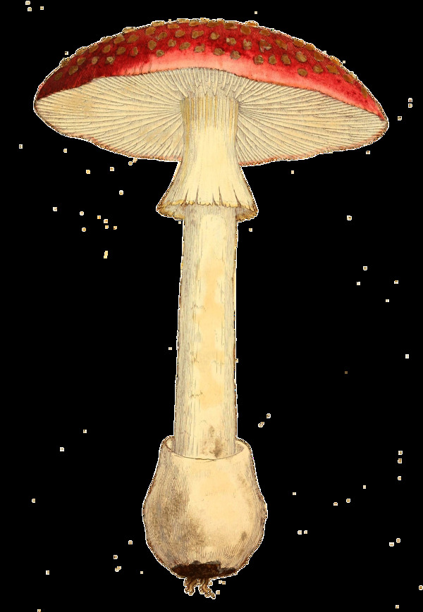 手绘一朵红色野生蘑菇透明植物素材
