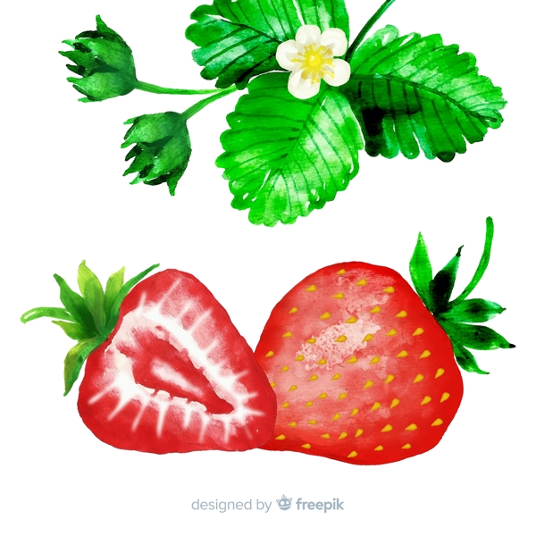 水彩绘草莓和草莓叶