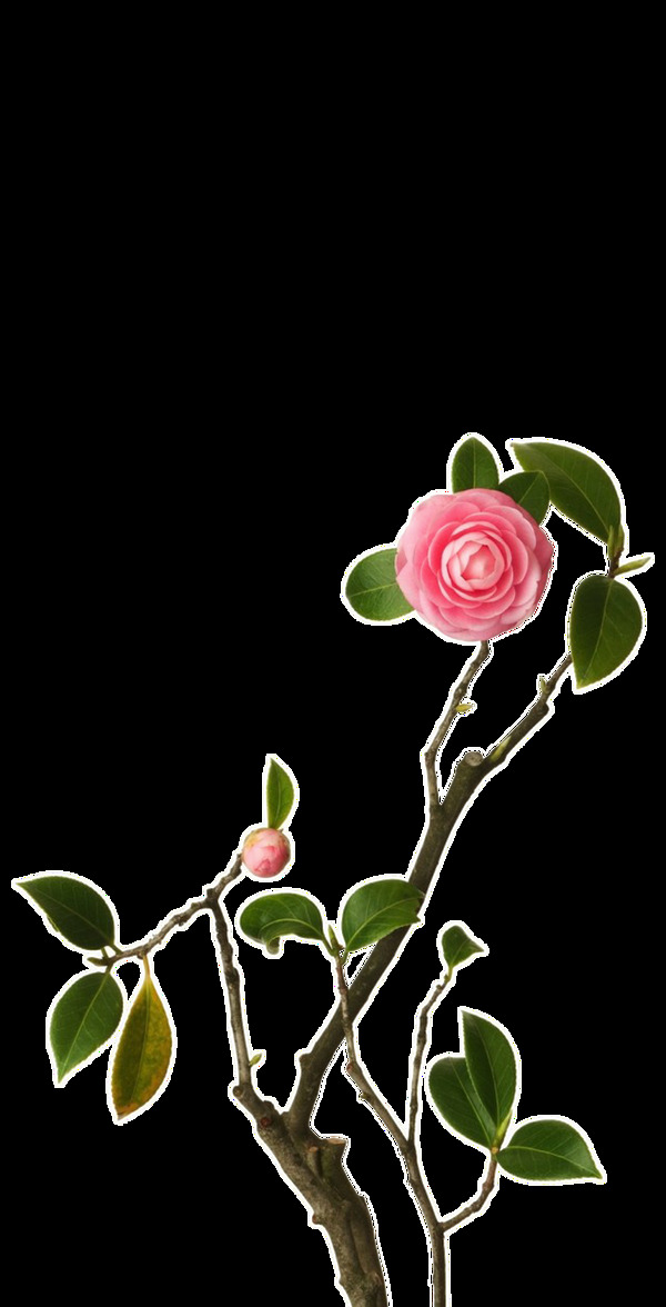 一枝玫瑰花花枝透明植物素材