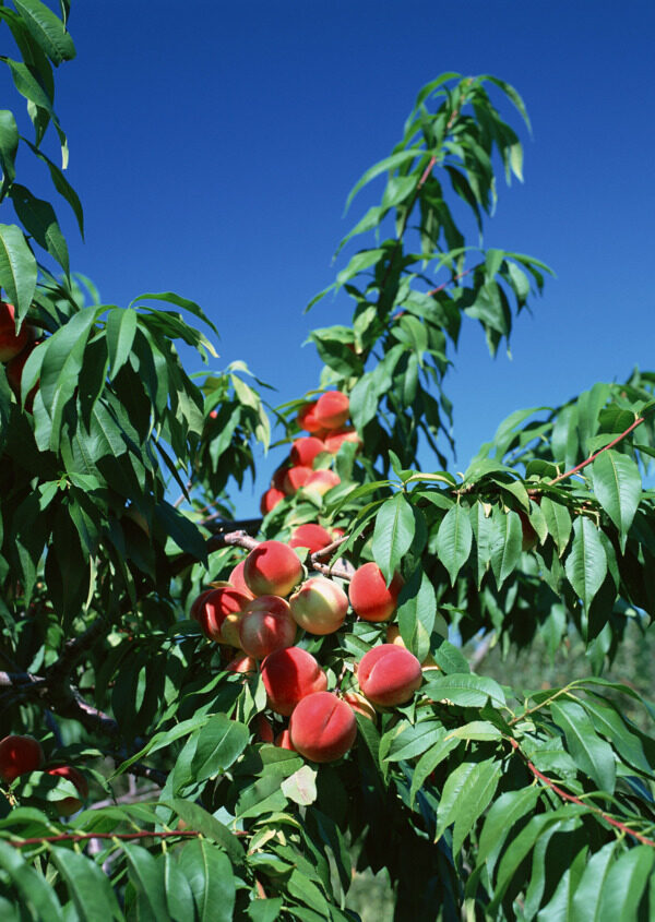 桃与桃树的摄影图片