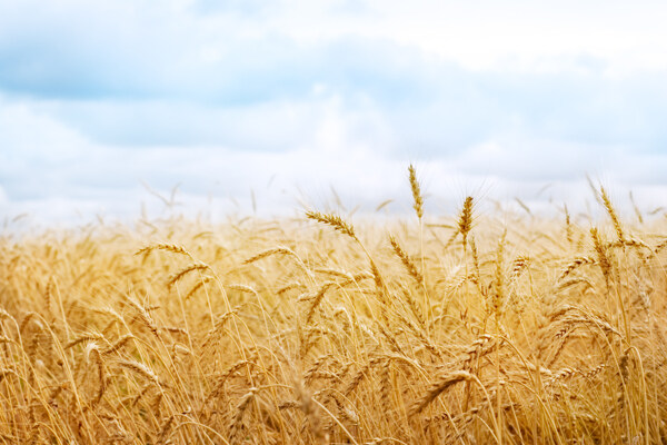 高清风景素材成熟的麦田
