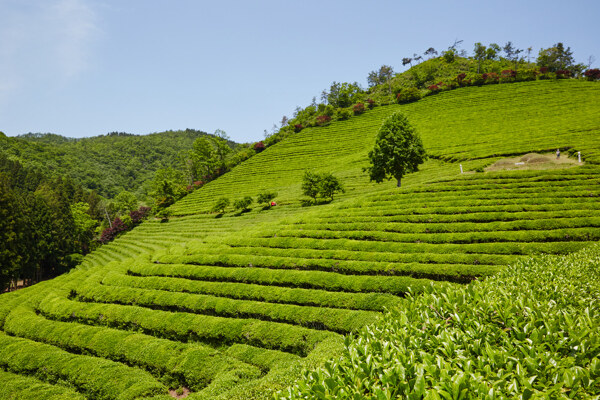 绿色茶自然景观图片