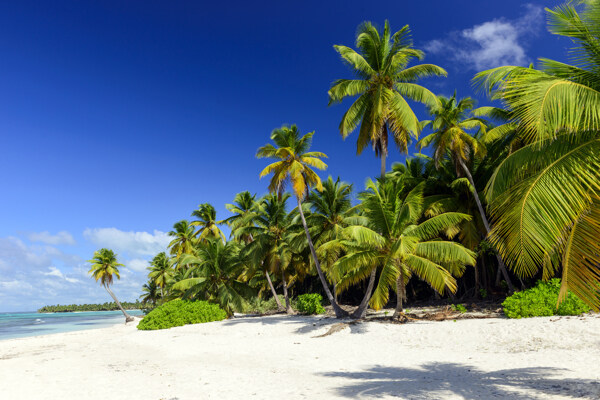 夏日椰树风景图片
