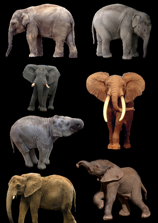 7只大象图片免抠png透明图层素材