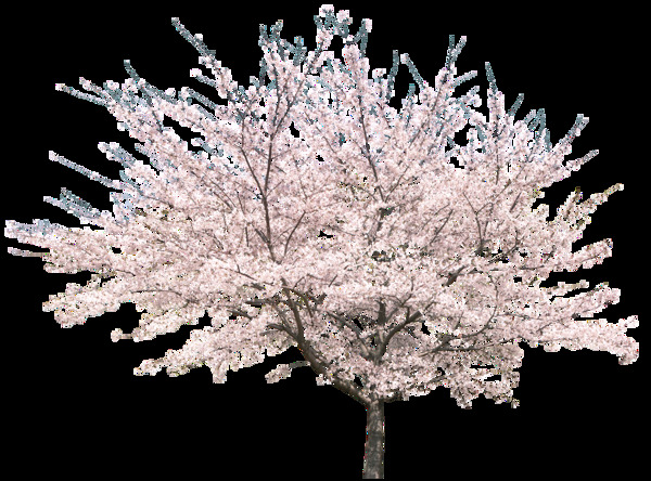 樱花树png元素素材