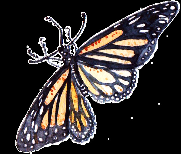 爬行蝴蝶卡通透明素材