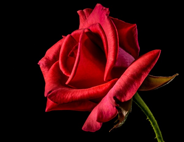 娇艳红玫瑰花图片