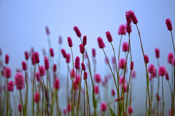 粉红色花朵唯美