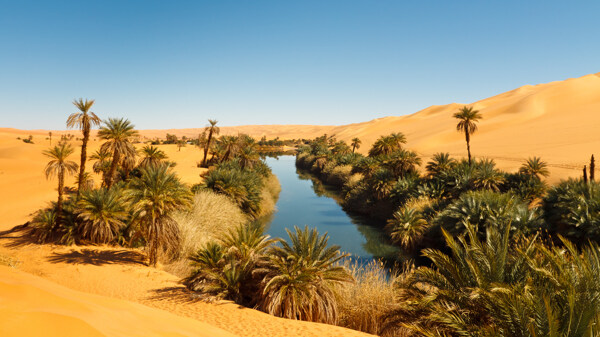 沙漠里的水渠与植物图片