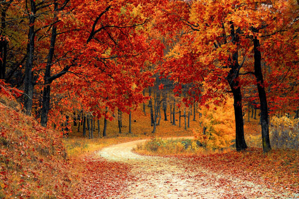 秋天森林秋季树木唯美