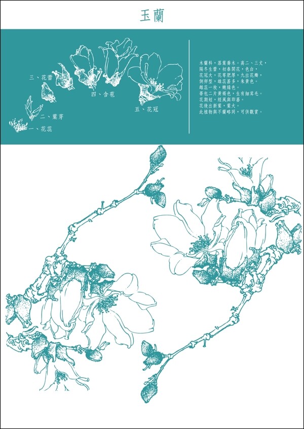 花纹