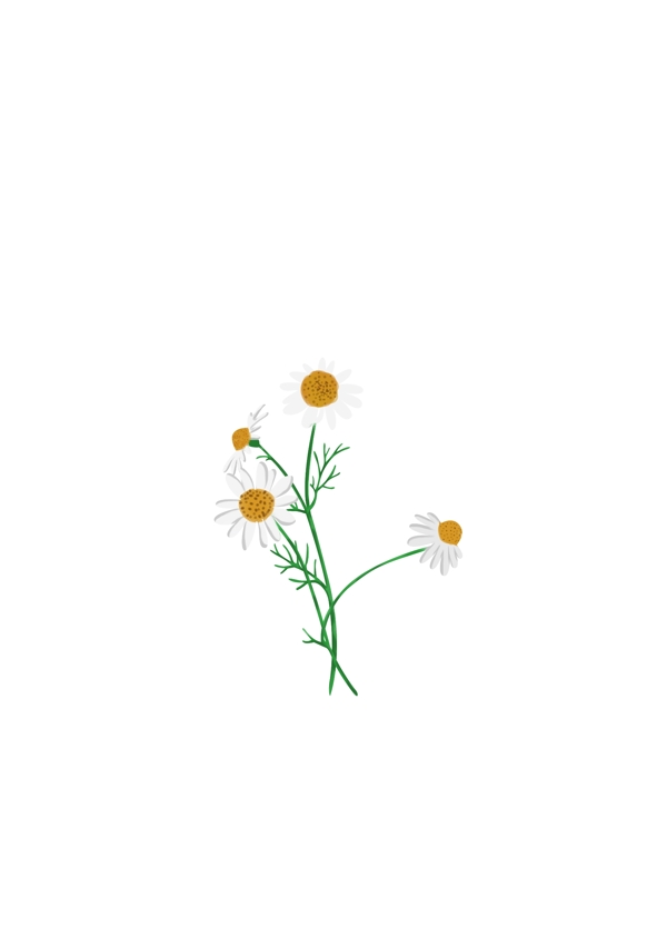 洋甘菊矢量植物手绘图