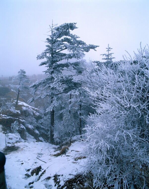 白雪覆盖的山林高清风景图片图片