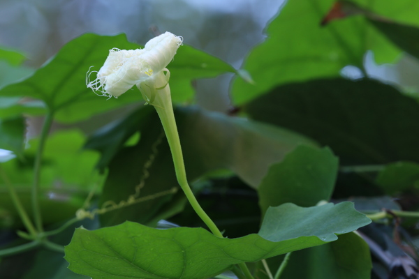 瓜蒌花儿