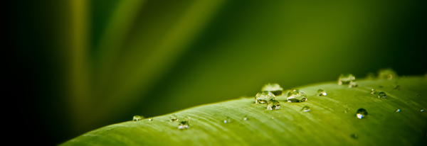 树叶露珠banner背景