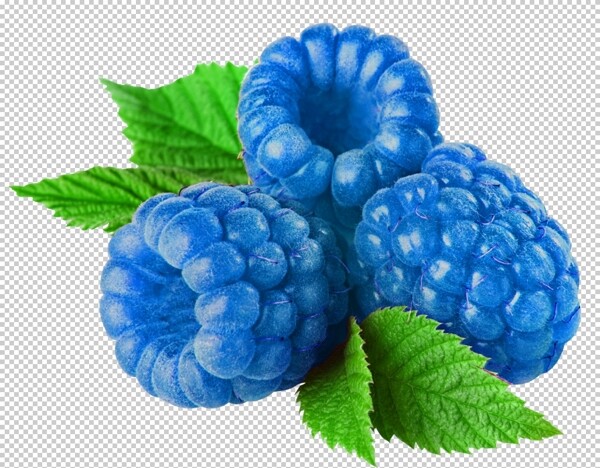蓝树莓图片