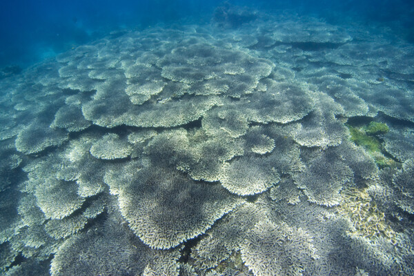 茂密的珊瑚群图片