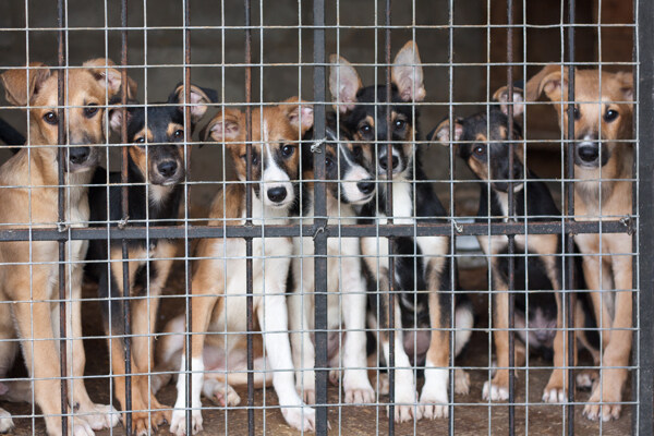 笼里的一群狗