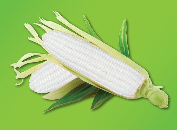 玉米图图片
