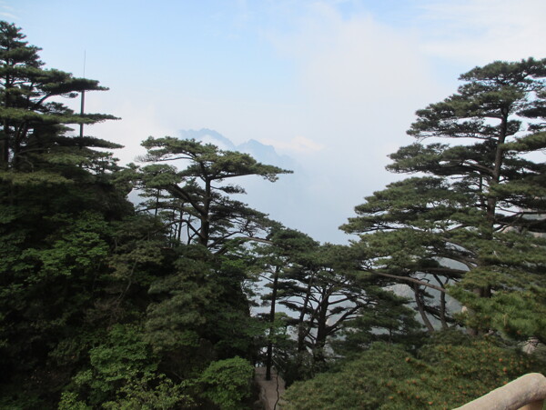 黄山风景区黄山松树图片