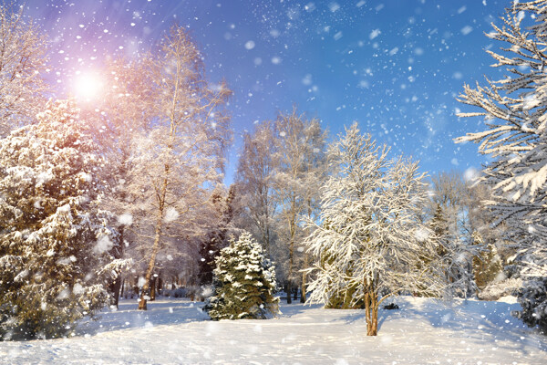 雪中积雪的地面和树木图片
