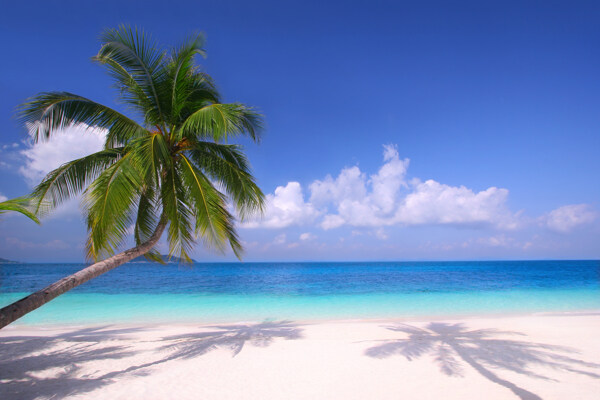 海边椰子树白云图片