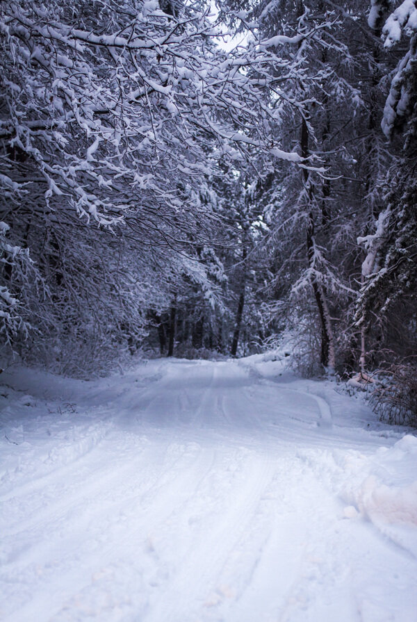 树林道路冬天雪景图片