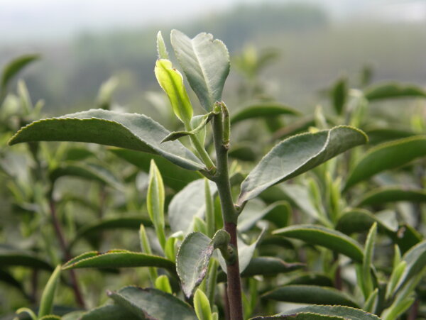 茶树图片