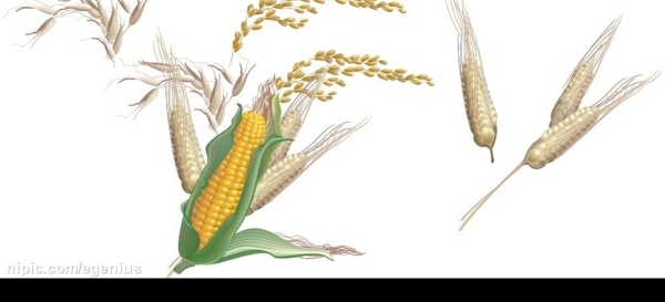 玉米水稻稻谷小麦图片