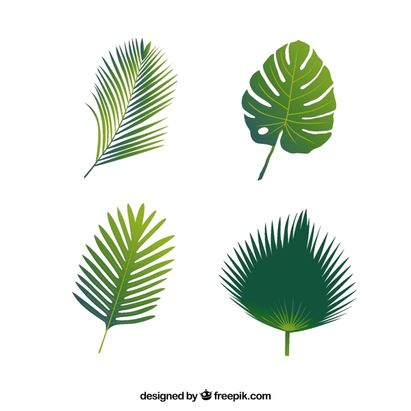 棕榈叶四种类型