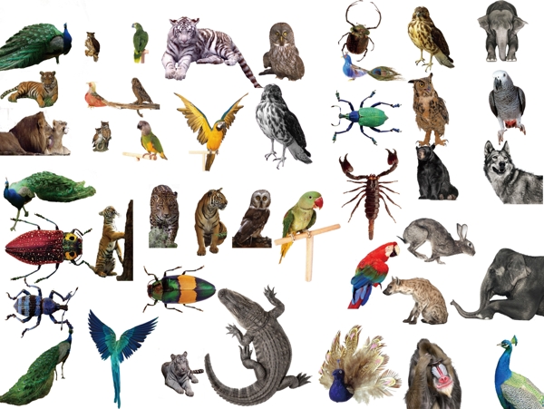 动物昆虫图片