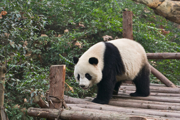 大熊猫图片