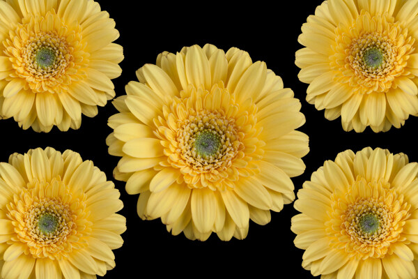 黄色菊花摄影