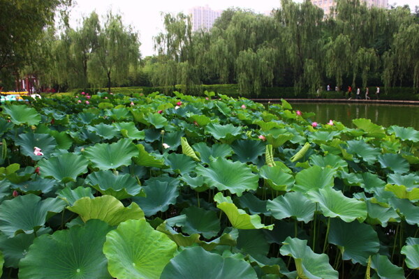 荷花池图片